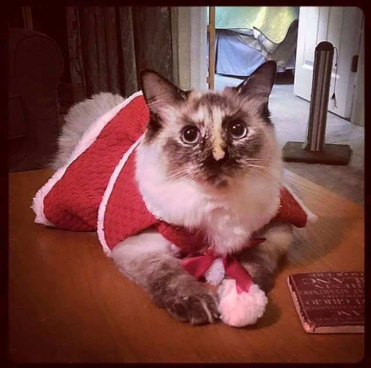 Christmas Cats